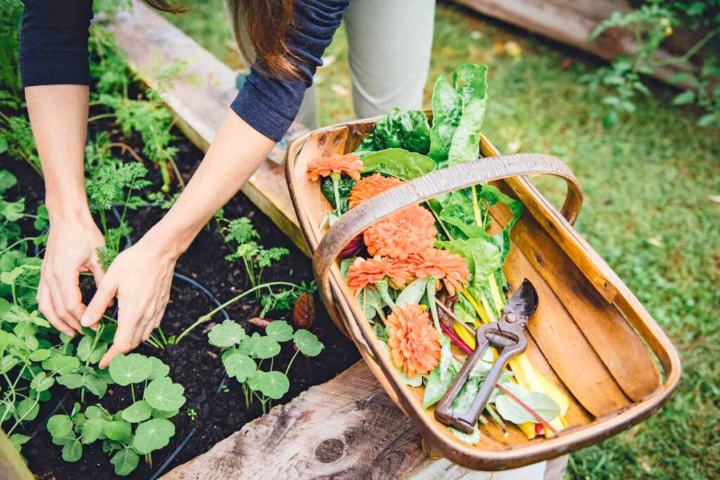 Moestuin met 6 vakken