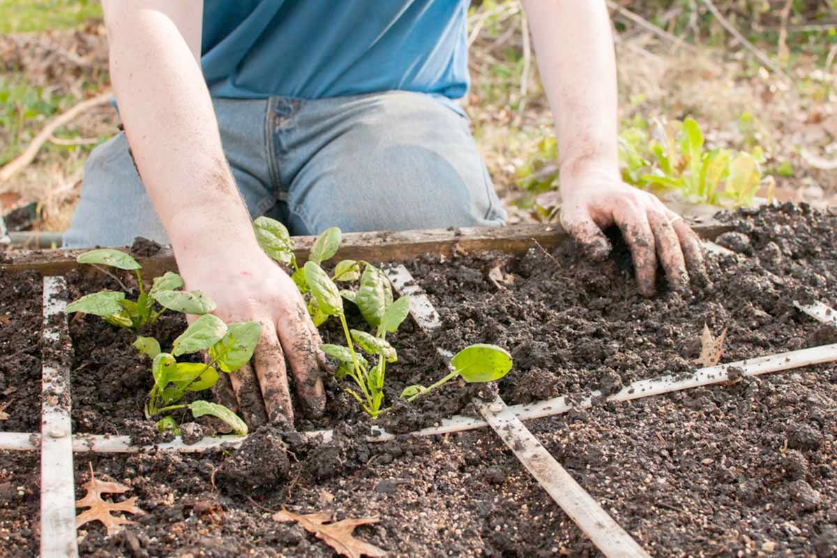 Moestuin met 6 vakken