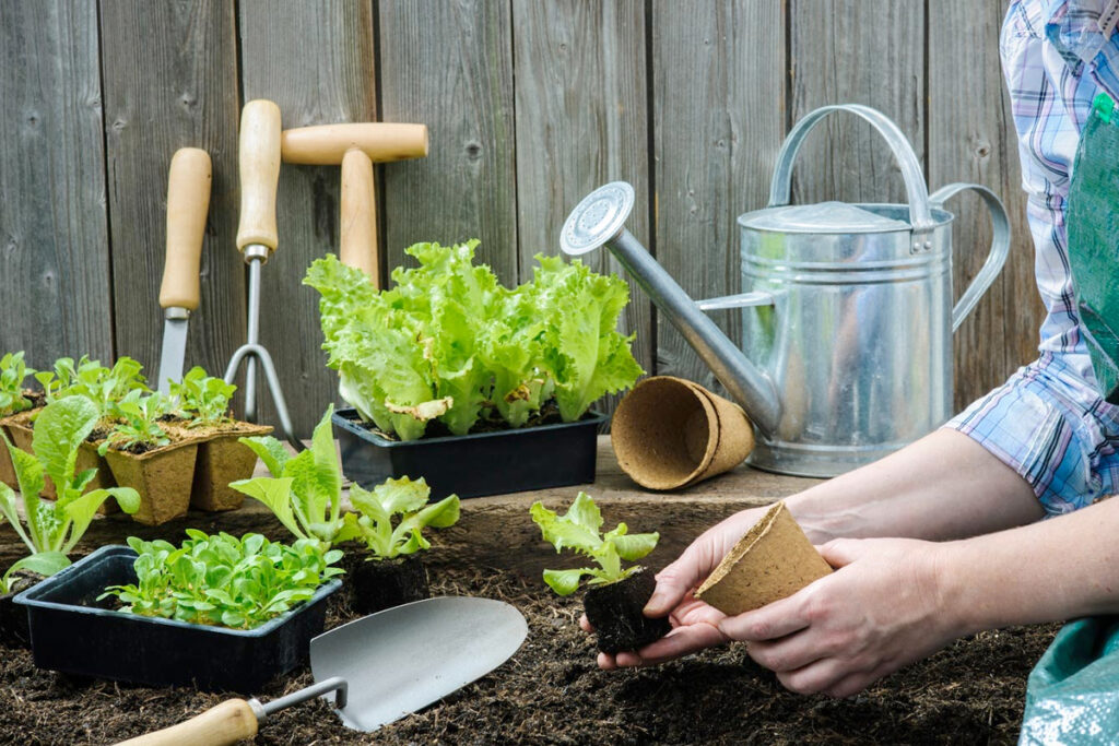 Moestuin spullen kopen