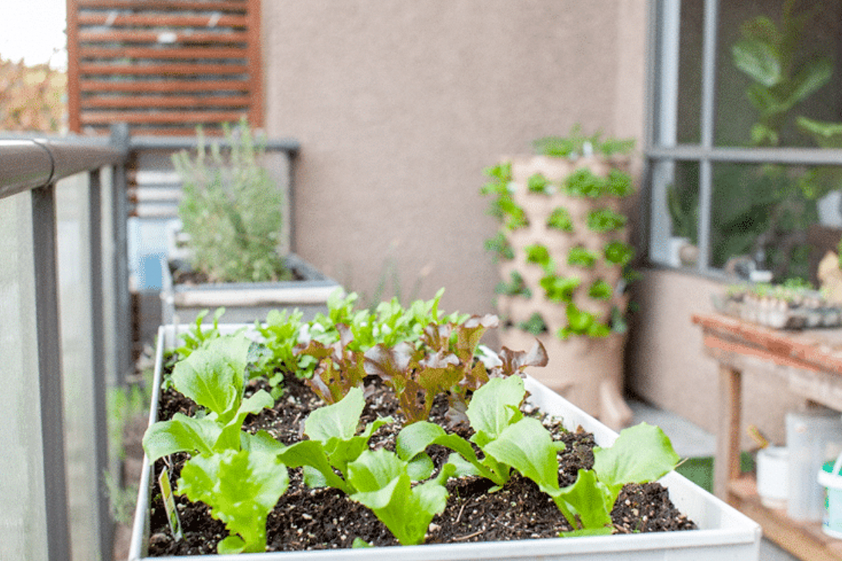 Moestuintje op balkon