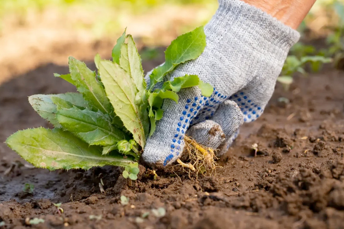 Onkruid in moestuin laten staan