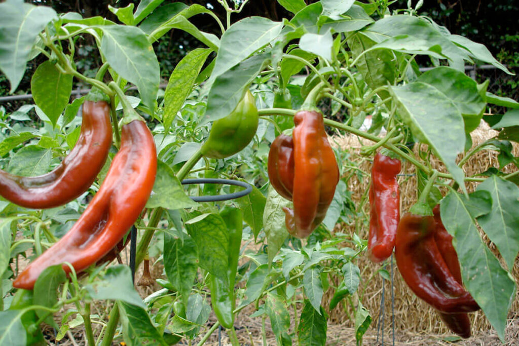 Peperplant in de moestuin