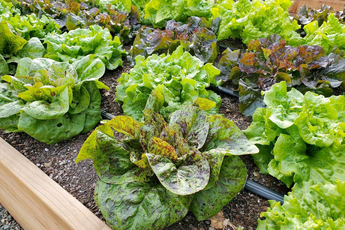 sla oogsten moestuin