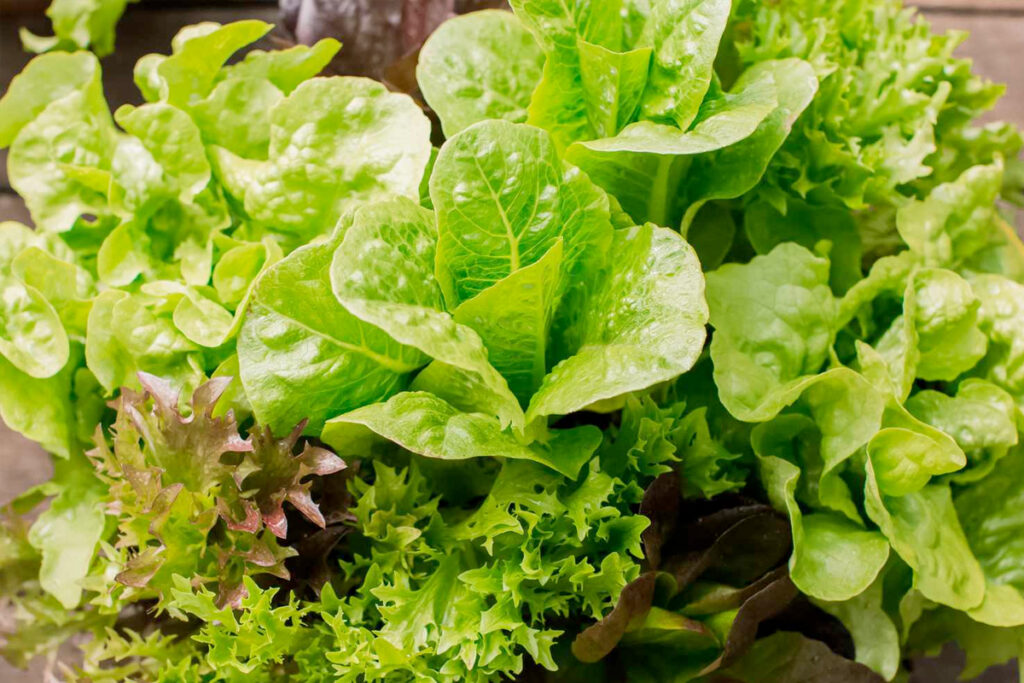 sla oogsten moestuin