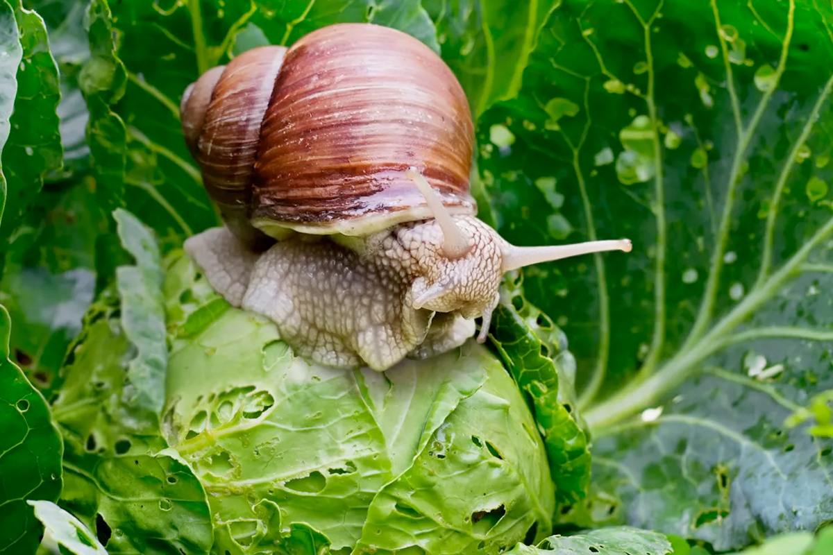 Slakken weghouden uit de moestuin