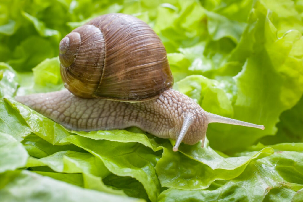 Slakken weghouden uit de moestuin