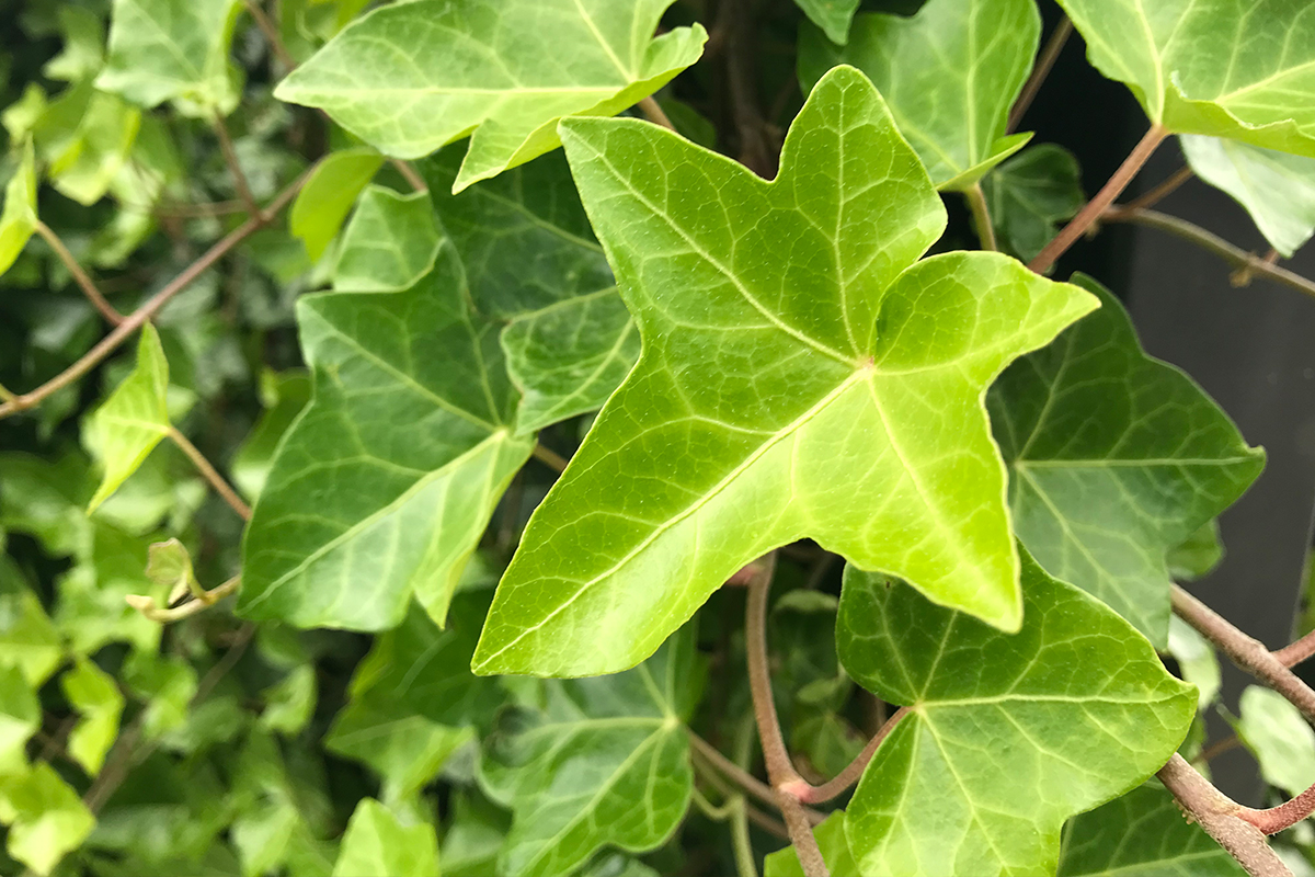Verschil hedera en klimop