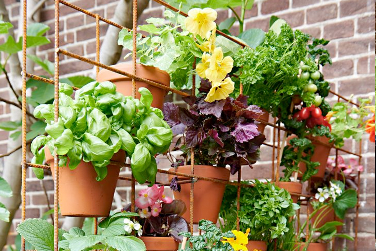 Verticale moestuin balkon