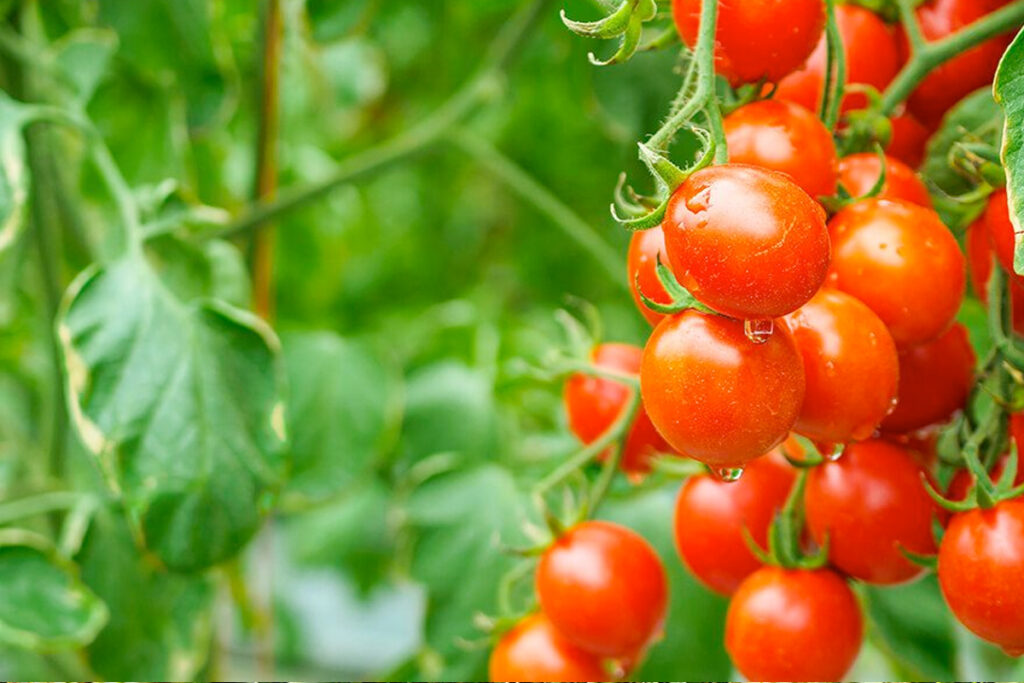 Vruchtwisseling moestuin schema