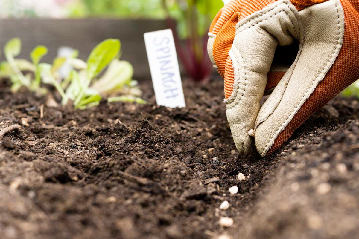 Zaadjes bestellen voor de moestuin