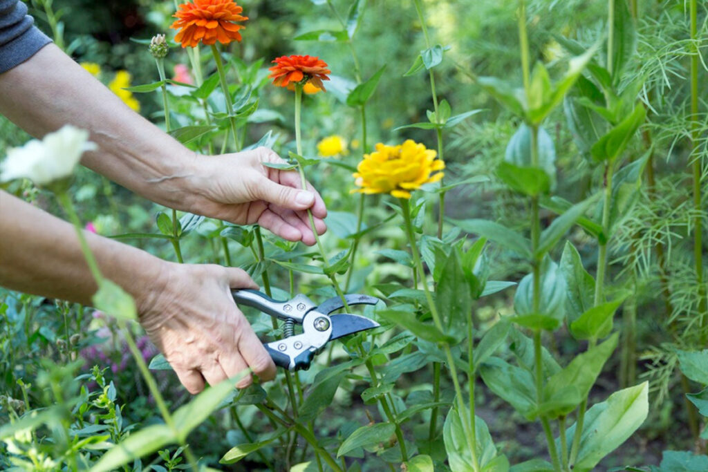 aanleggen plukbloementuin