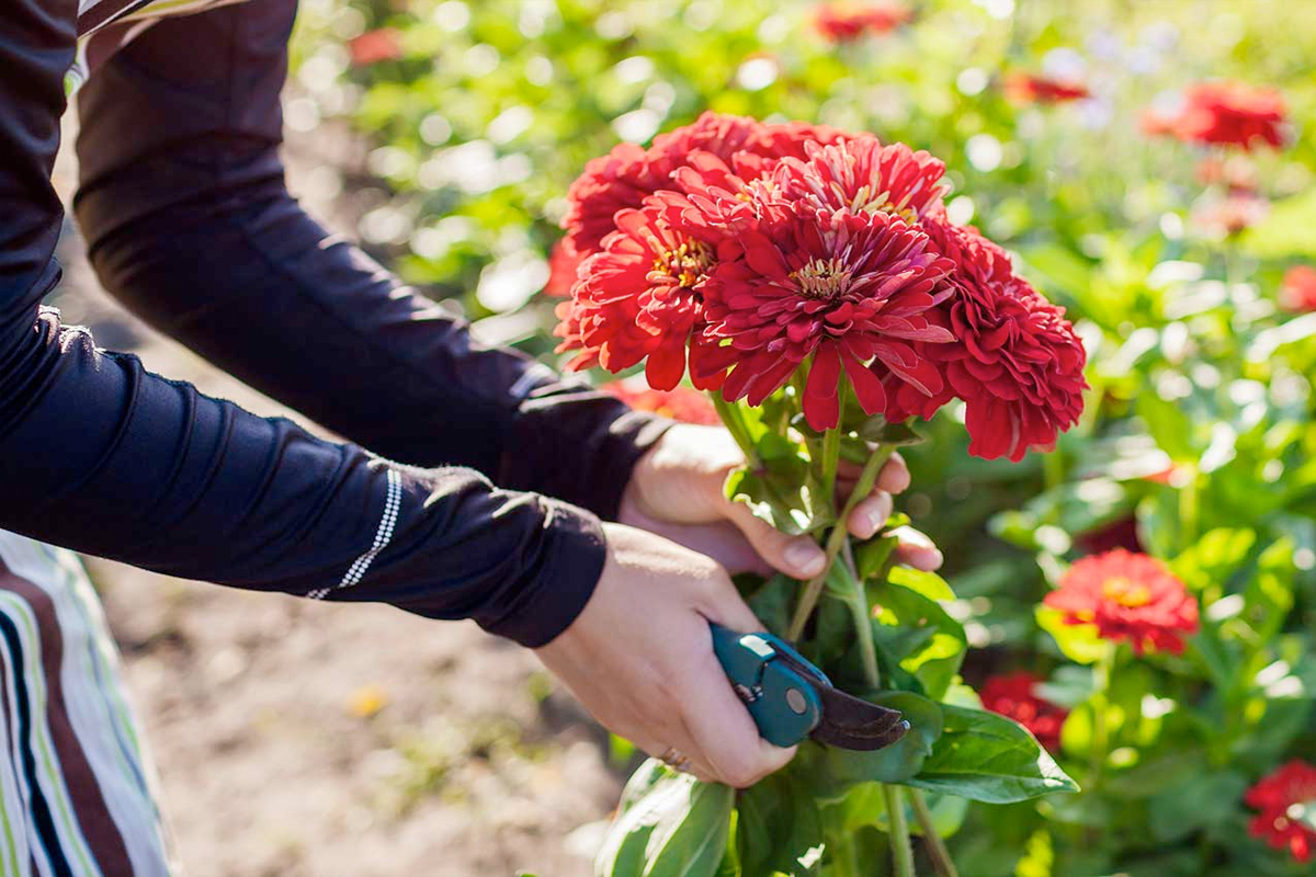 aanleggen plukbloementuin