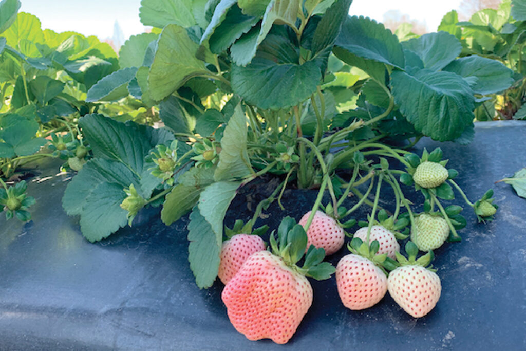 aardbei wit