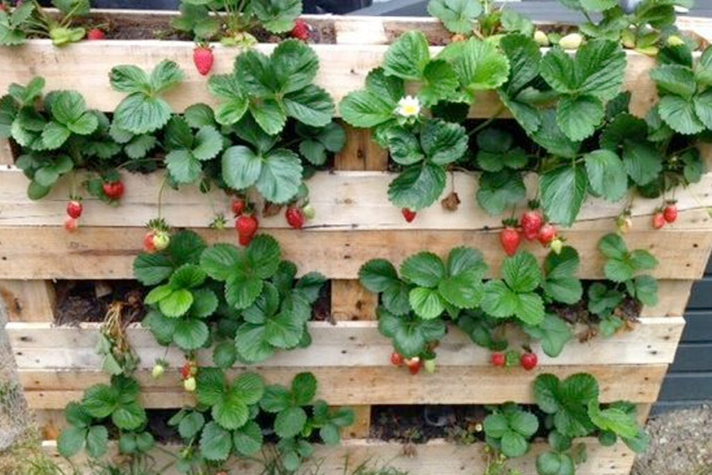 aardbeien bakken maken