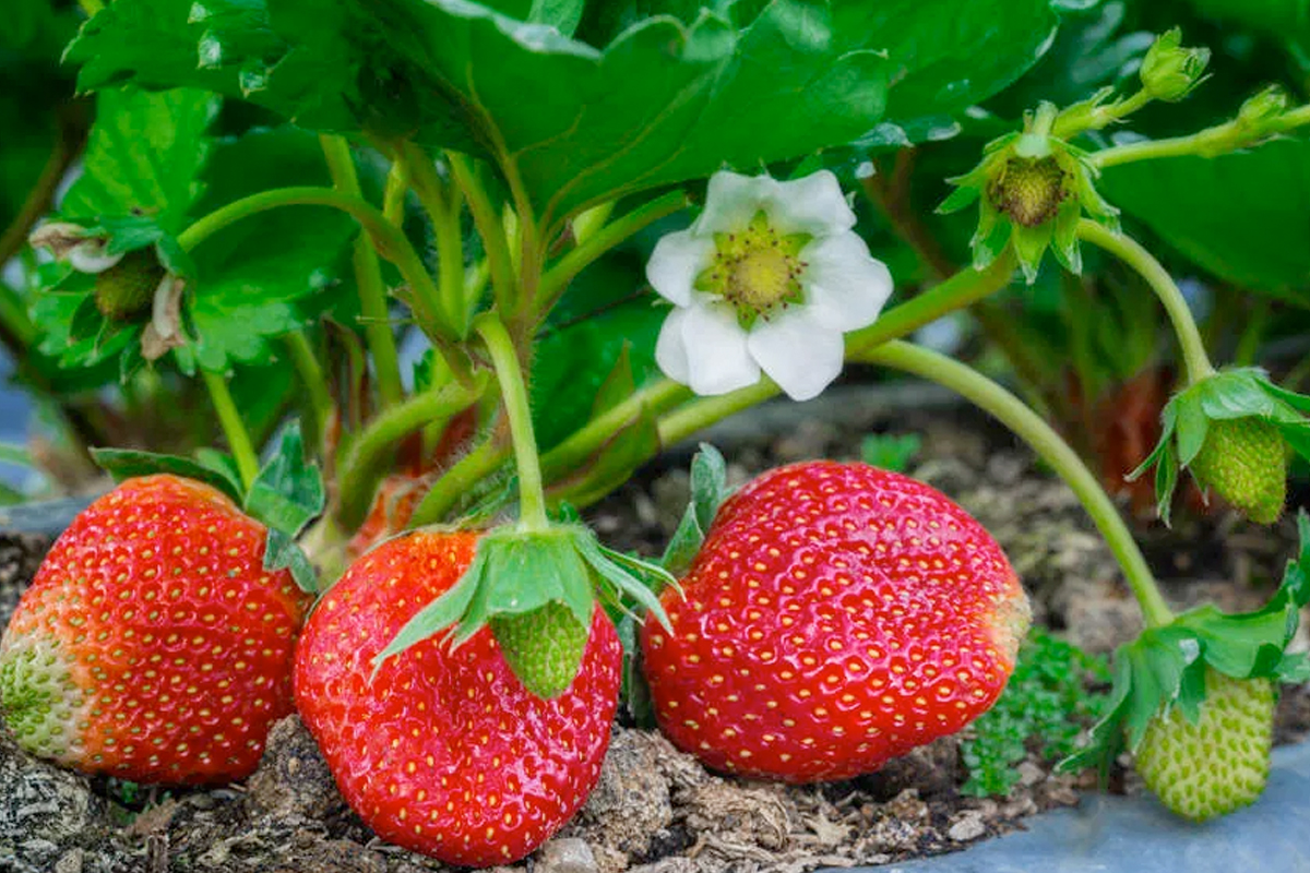 Aardbeien verzorgen moestuin