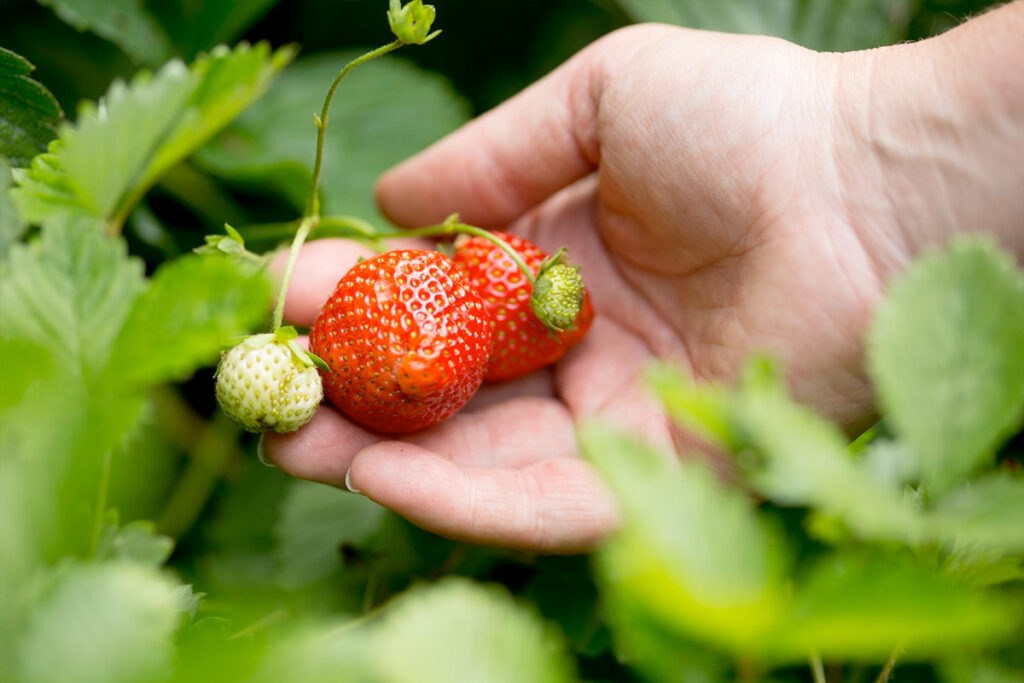 Aardbeien verzorgen moestuin