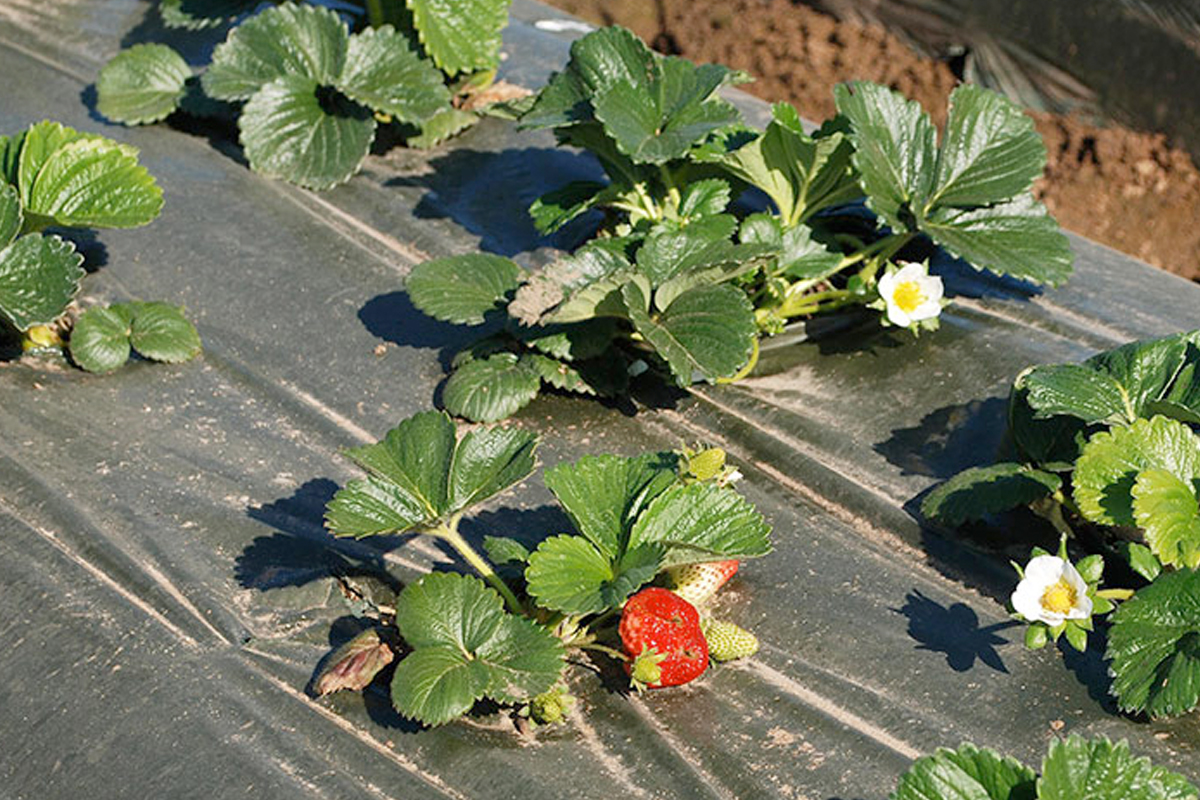 aardbeien worteldoek