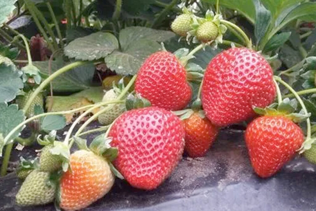 aardbeien worteldoek