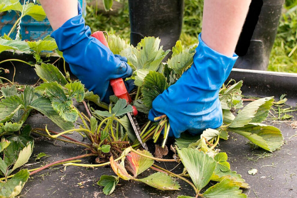 Aardbeienplant in de winter