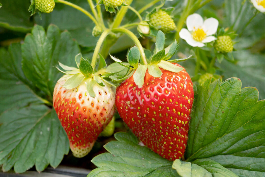 aardbeienplanten kopen