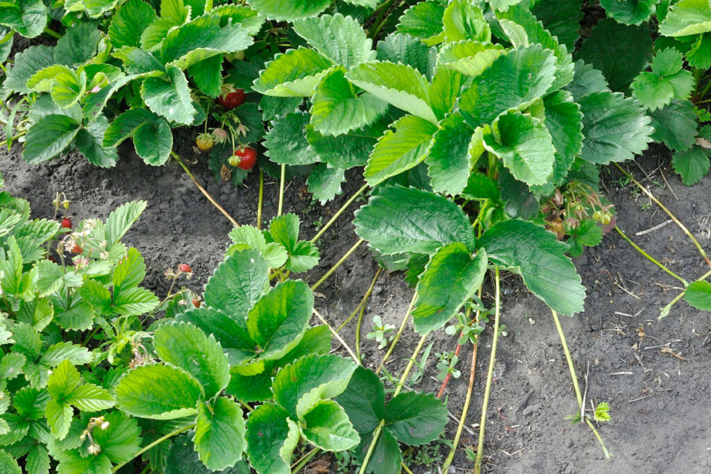aardbeienplanten kopen