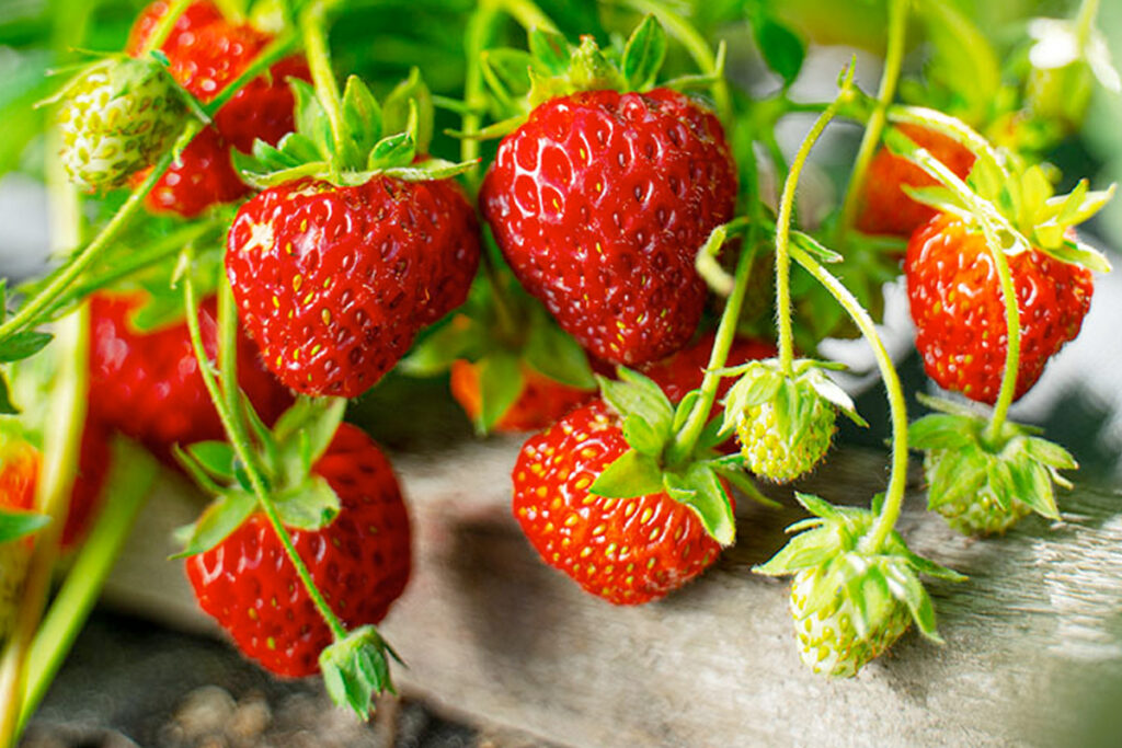 aardbeienplanten kopen