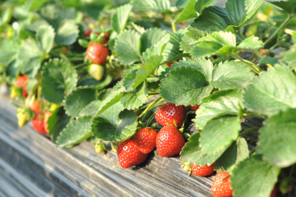 aardbeiplant bestellen