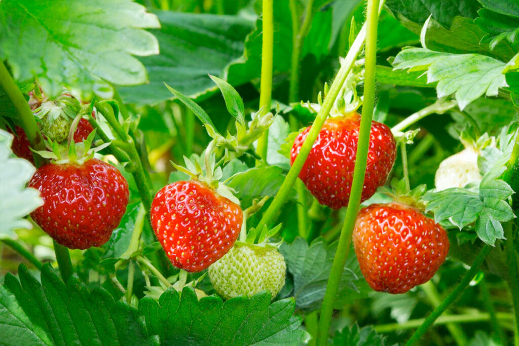 Biologische aardbeiplanten kopen
