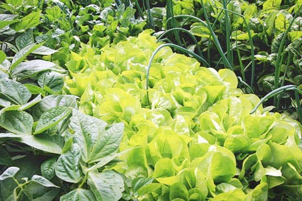 Biologische groentetuin