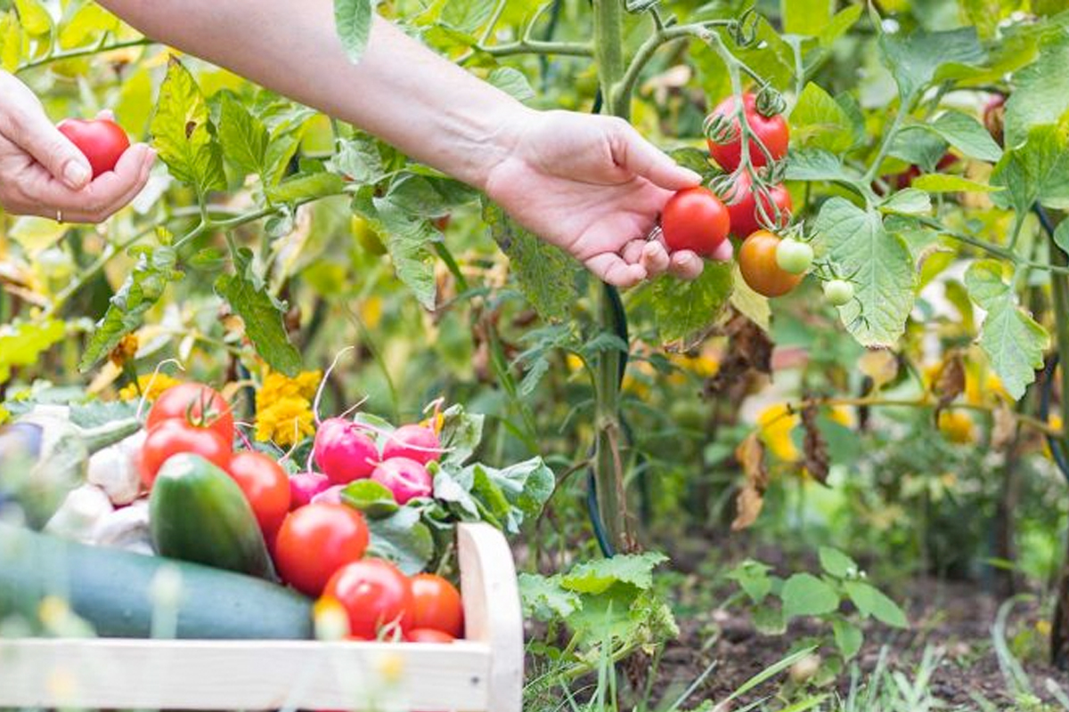 Biologische moestuin beginnen
