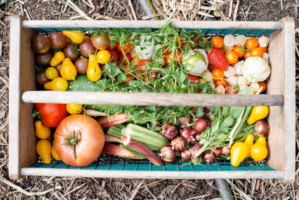 Biologische moestuin beginnen