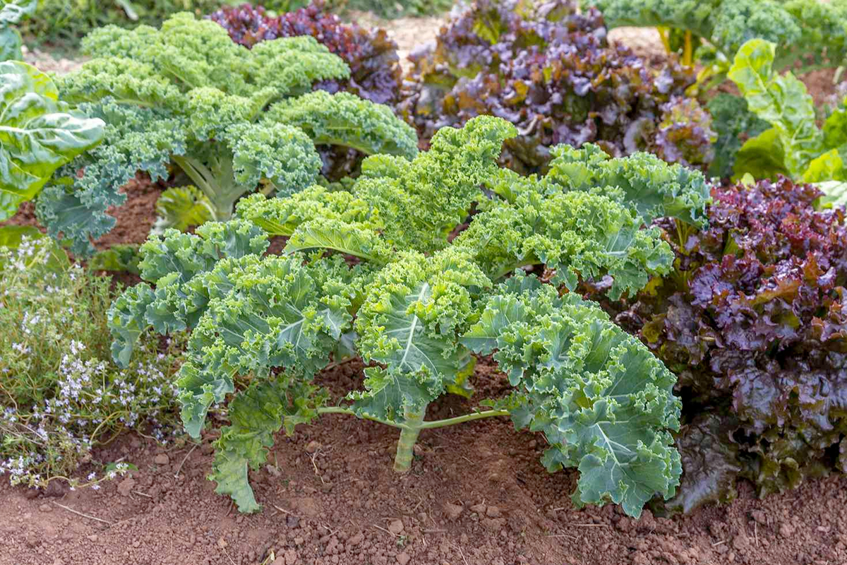 boerenkool zaaien in augustus