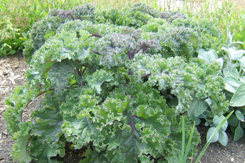boerenkool zaaien in augustus