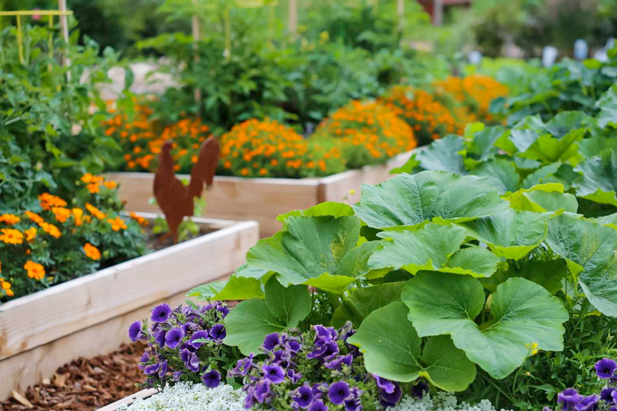 Een eigen moestuin beginnen