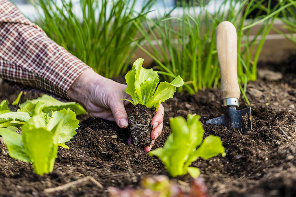 Een eigen moestuin beginnen
