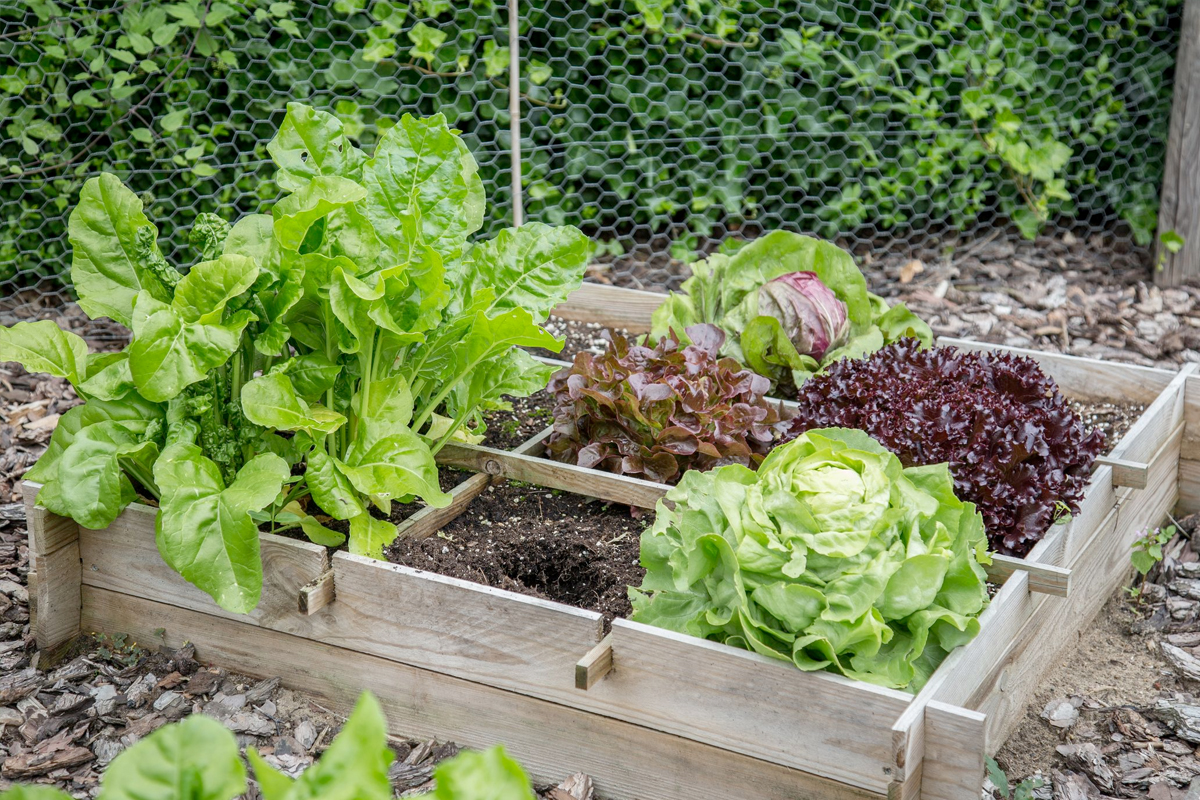 Een moestuin voor beginners