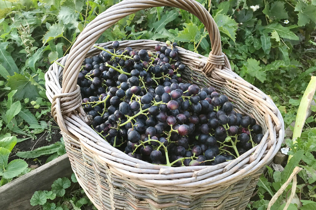 Een moestuin
