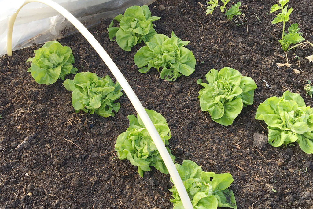 groenteplantjes kopen