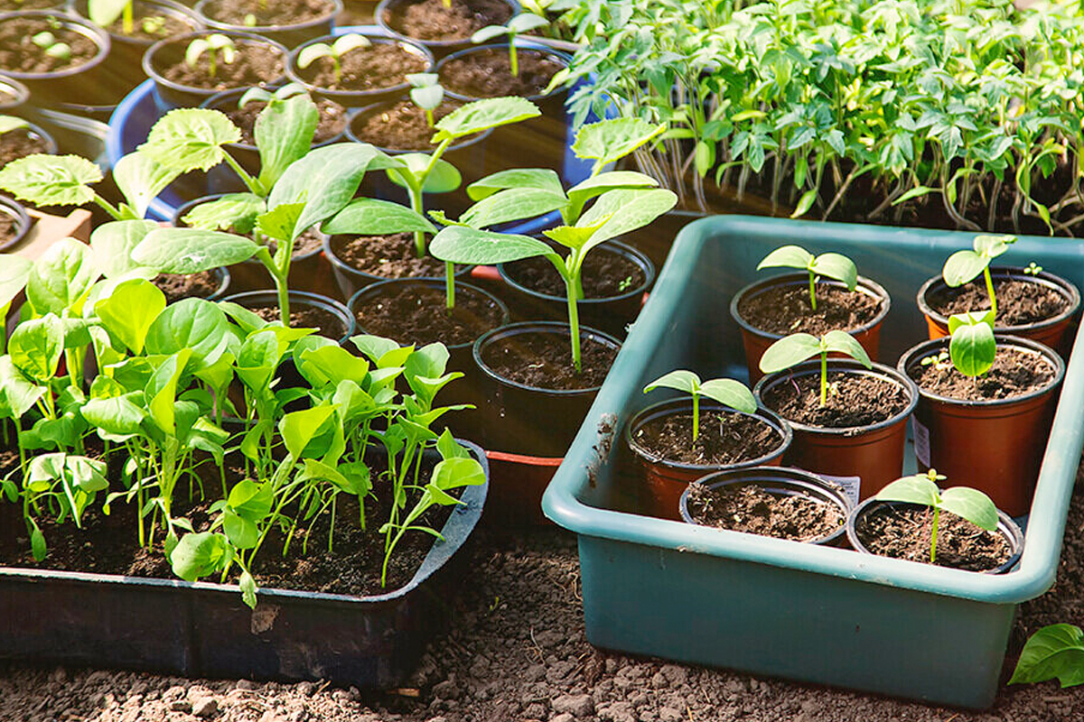 groenteplantjes kopen