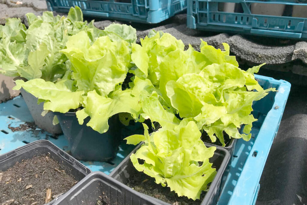 groenteplantjes online kopen