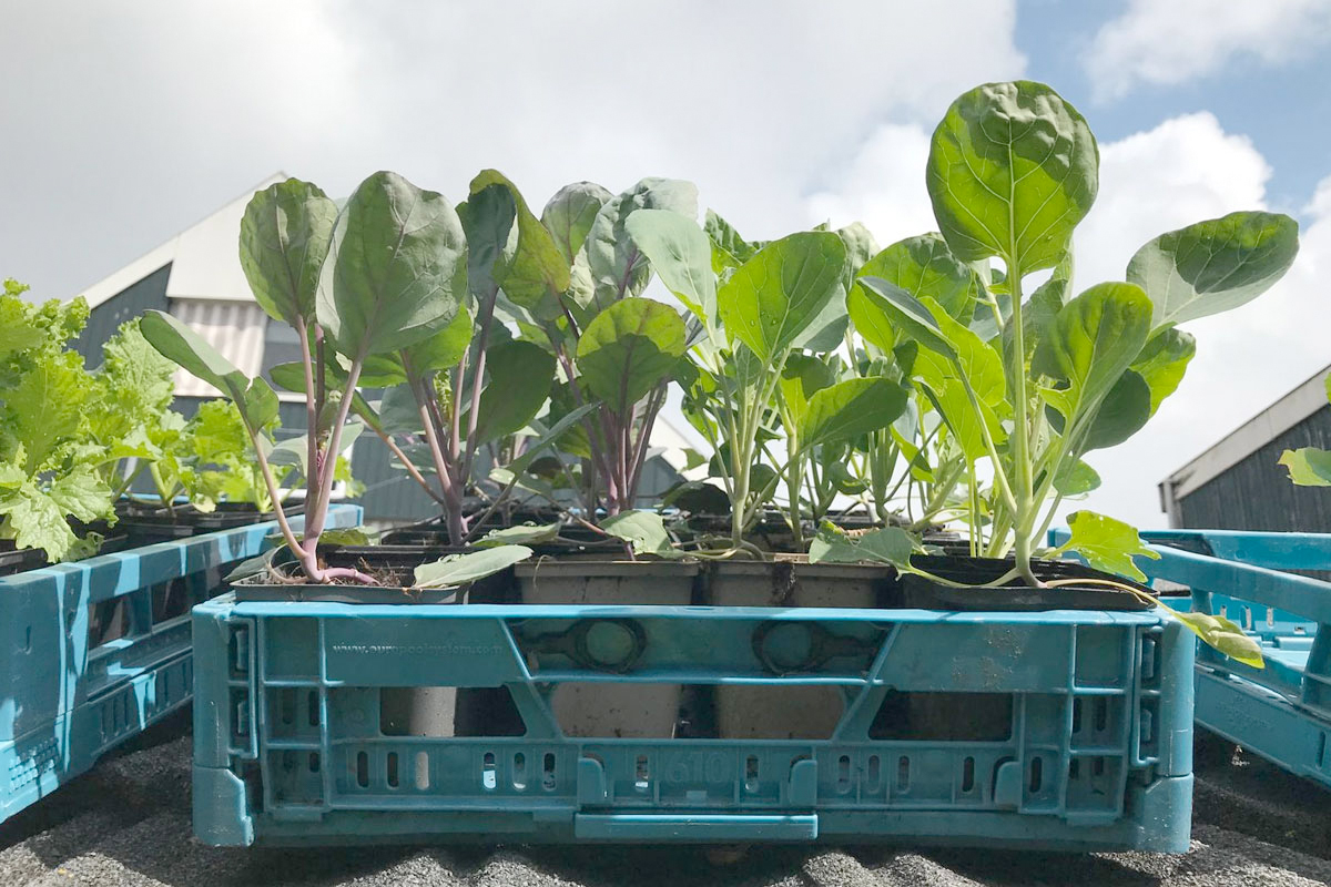 groenteplantjes online kopen