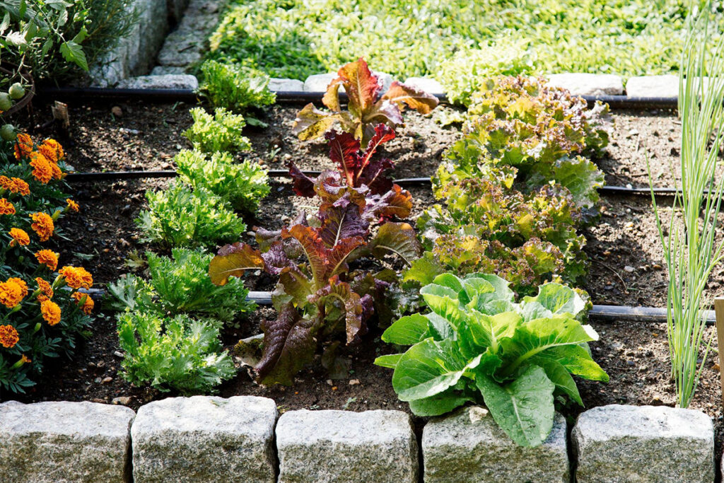 Groentetuin aanleggen