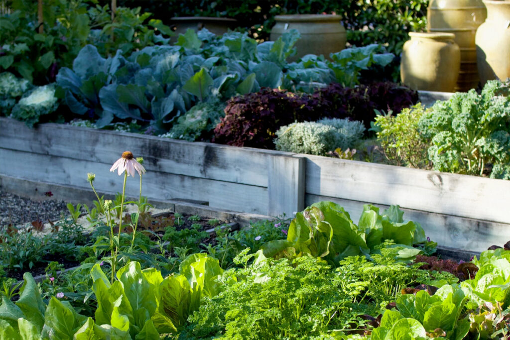 hoe een moestuin beginnen