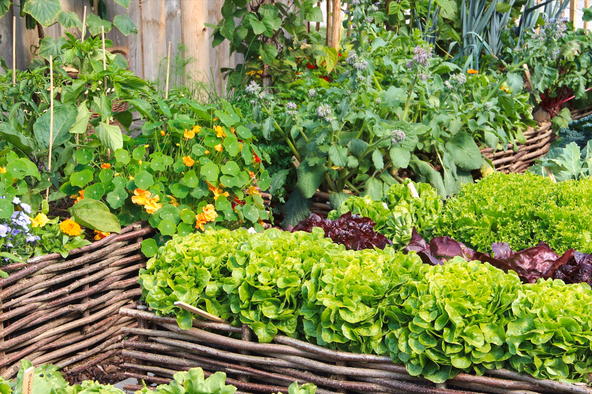 hoe een moestuin beginnen