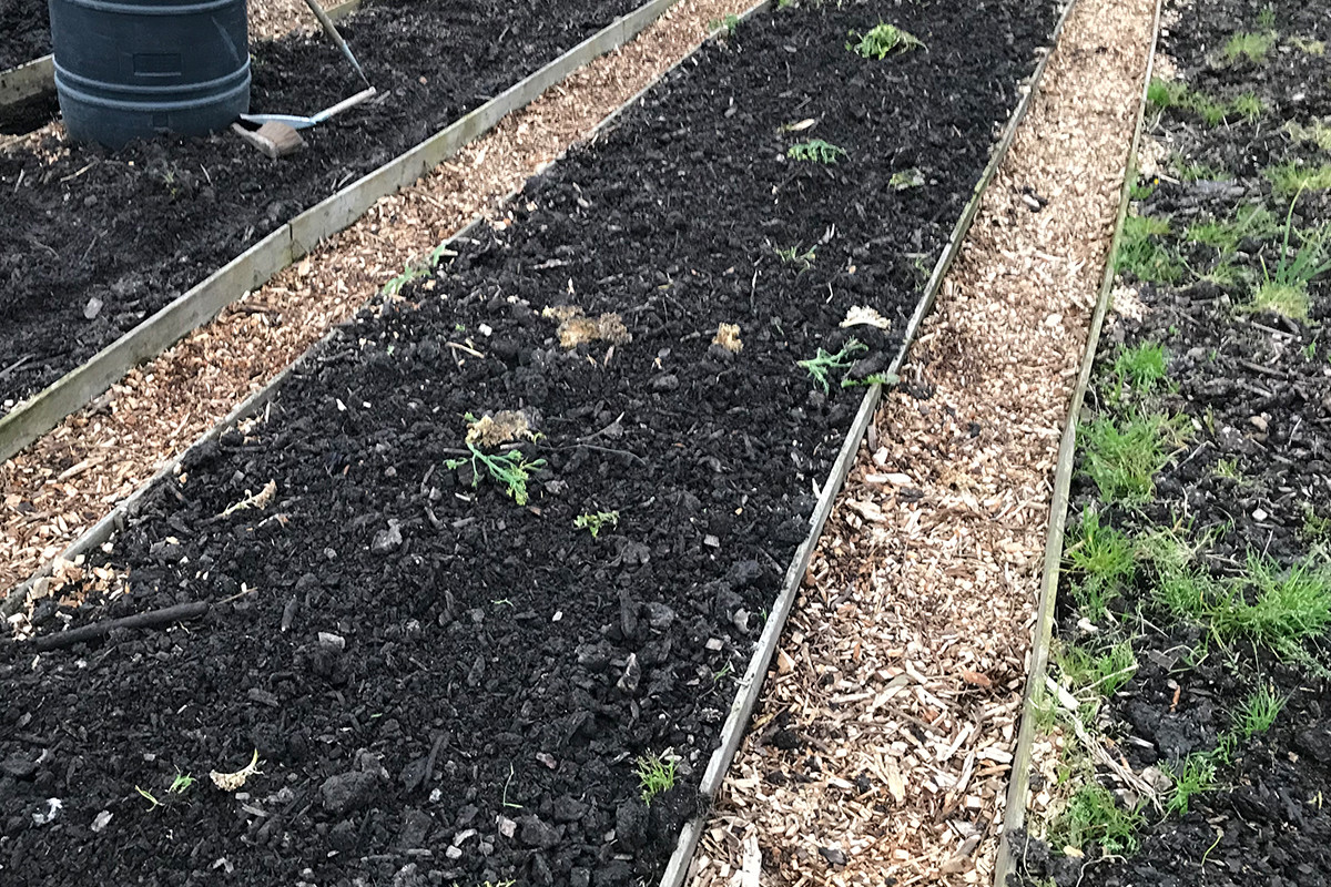 Houtsnippers tuinpad