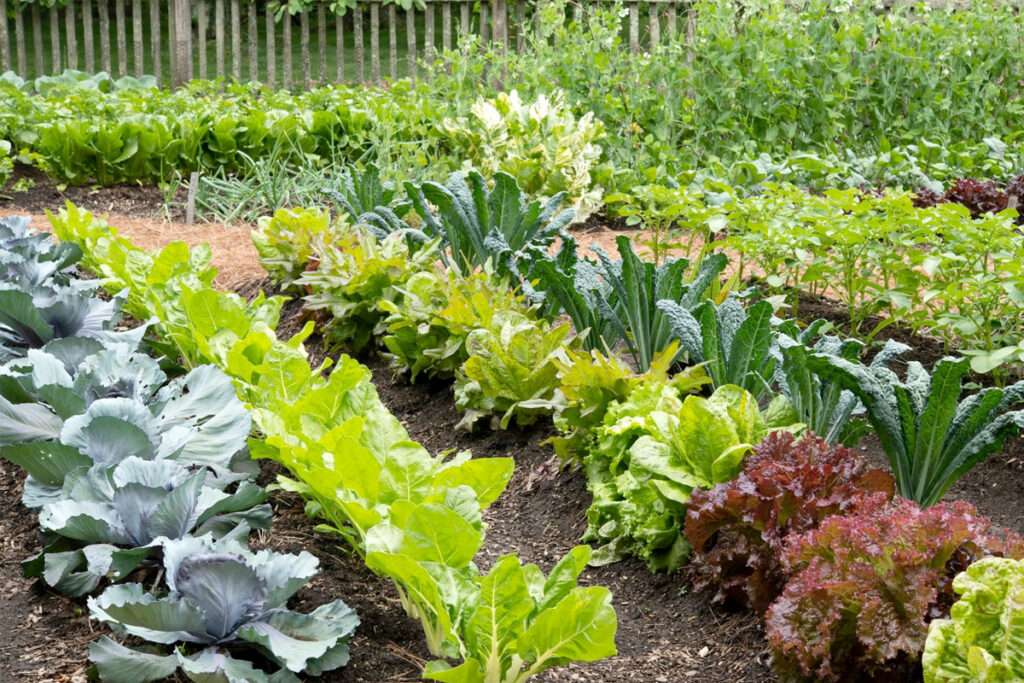 Indeling moestuin