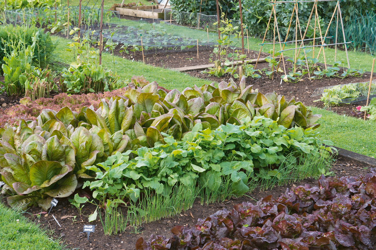 Indeling moestuin