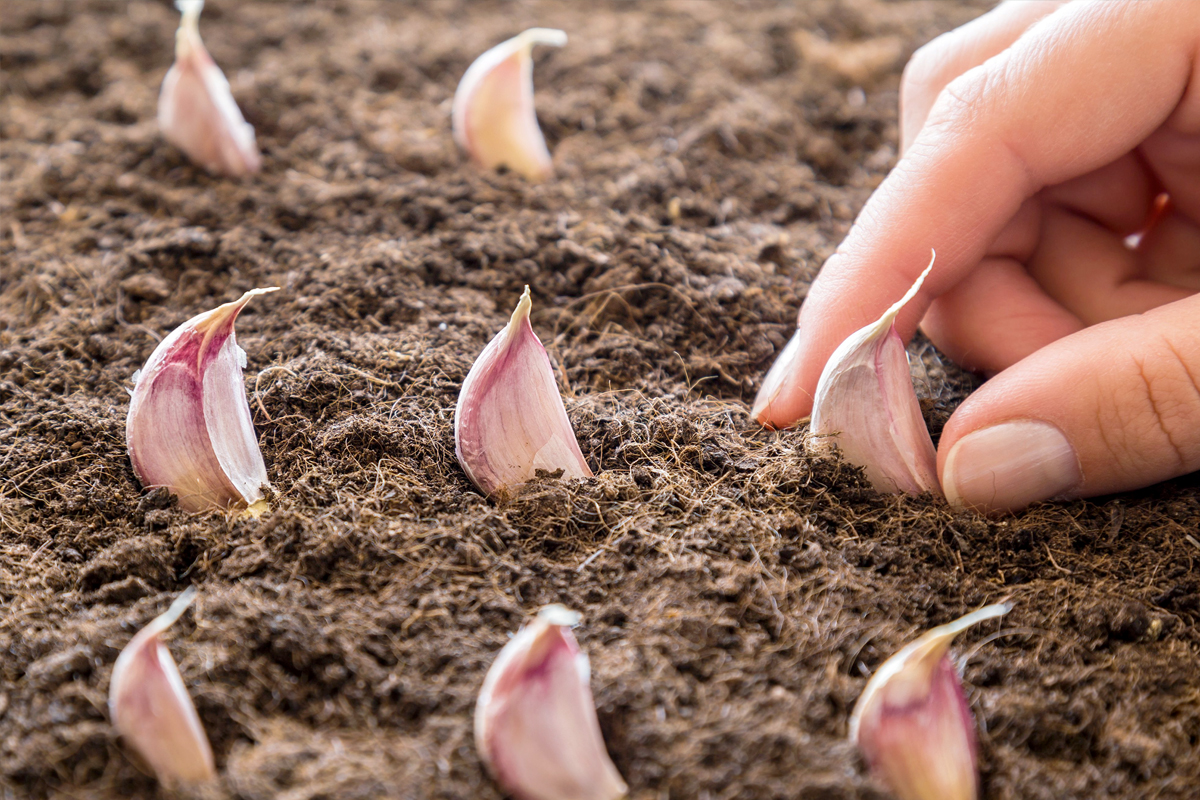 Knoflook planten wanneer