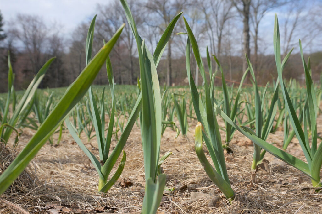 Knoflook planten wanneer