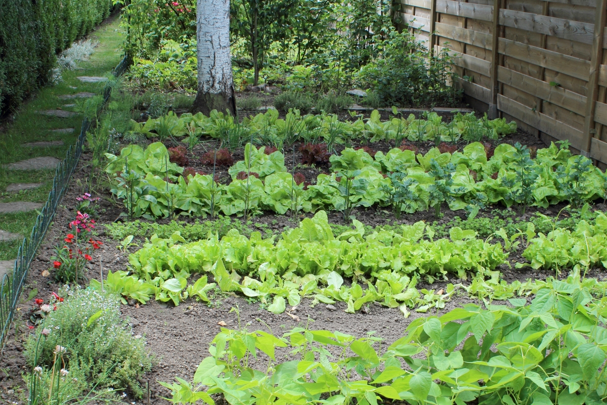 Moestuin aanleggen schaduw